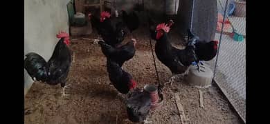 Australorp 6 hens and 3 breeder