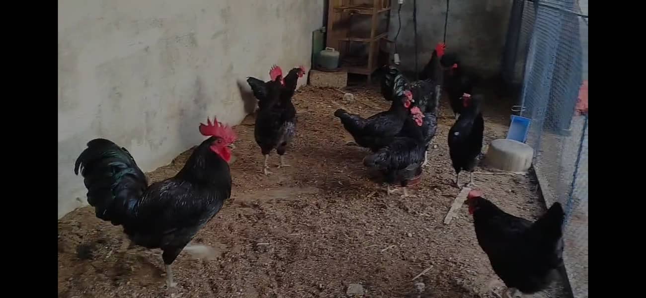 Australorp hens and breeder age 7-8 months 2