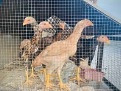 Shamu Hens Male And Females (age 6-7Months)