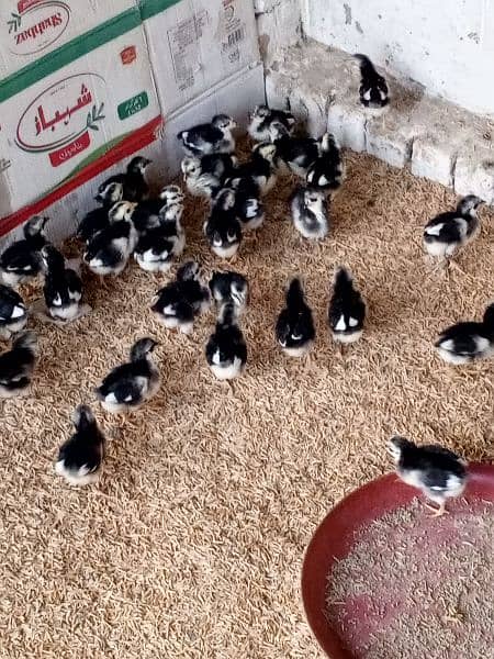 RiR lumanbrown  austrolop chicks day 5 available quanty 2000 chicks 6
