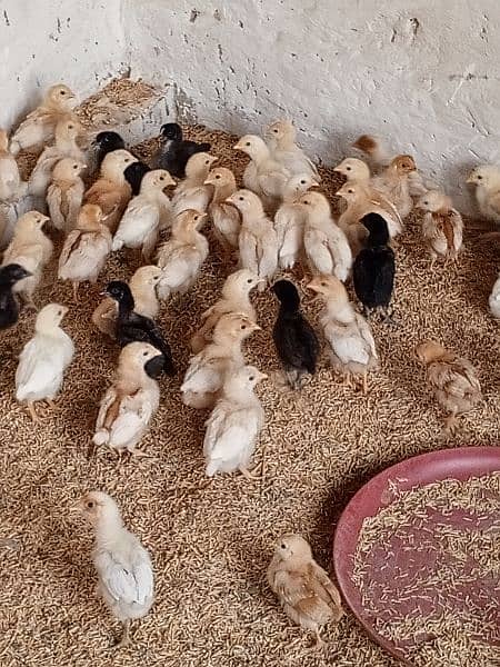 RiR lumanbrown  austrolop chicks day 5 available quanty 2000 chicks 8