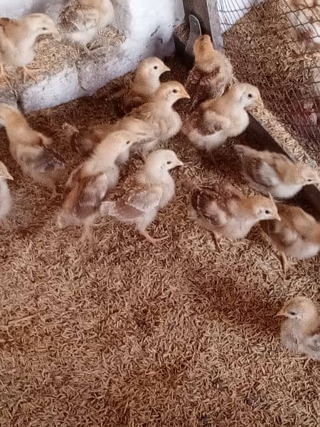 RiR lumanbrown  austrolop chicks day 5 available quanty 2000 chicks 9