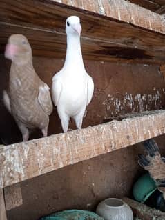 white danish chicks pair