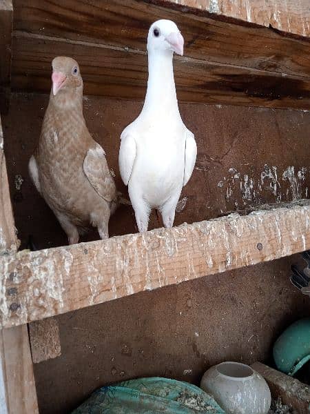 white danish chicks pair 7
