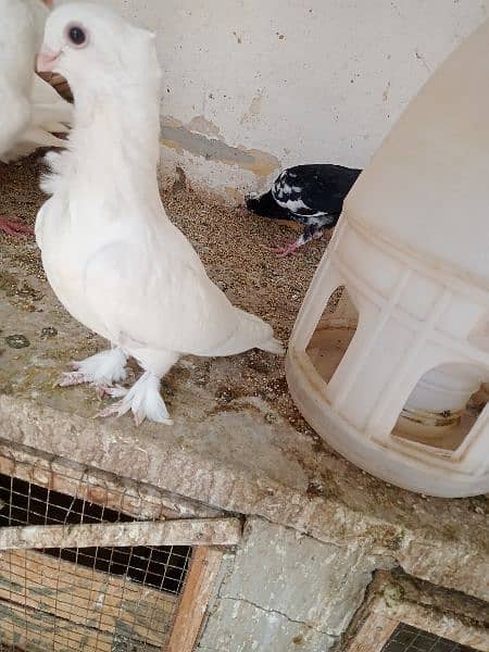 white danish chicks pair 9