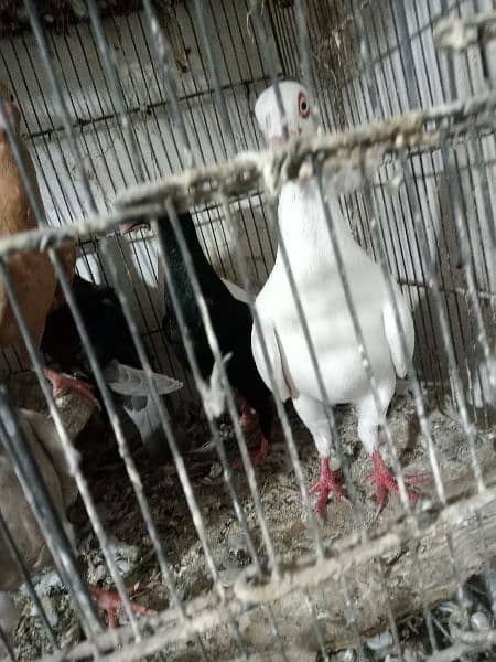 white danish chicks pair 14