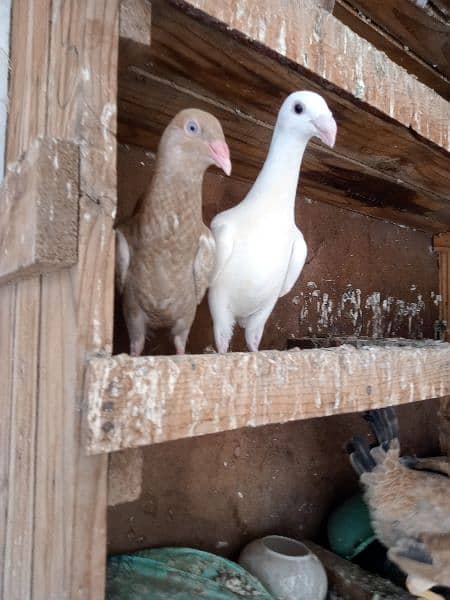 white danish chicks pair 19