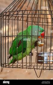 Iran Cage Strorng Net For Birds