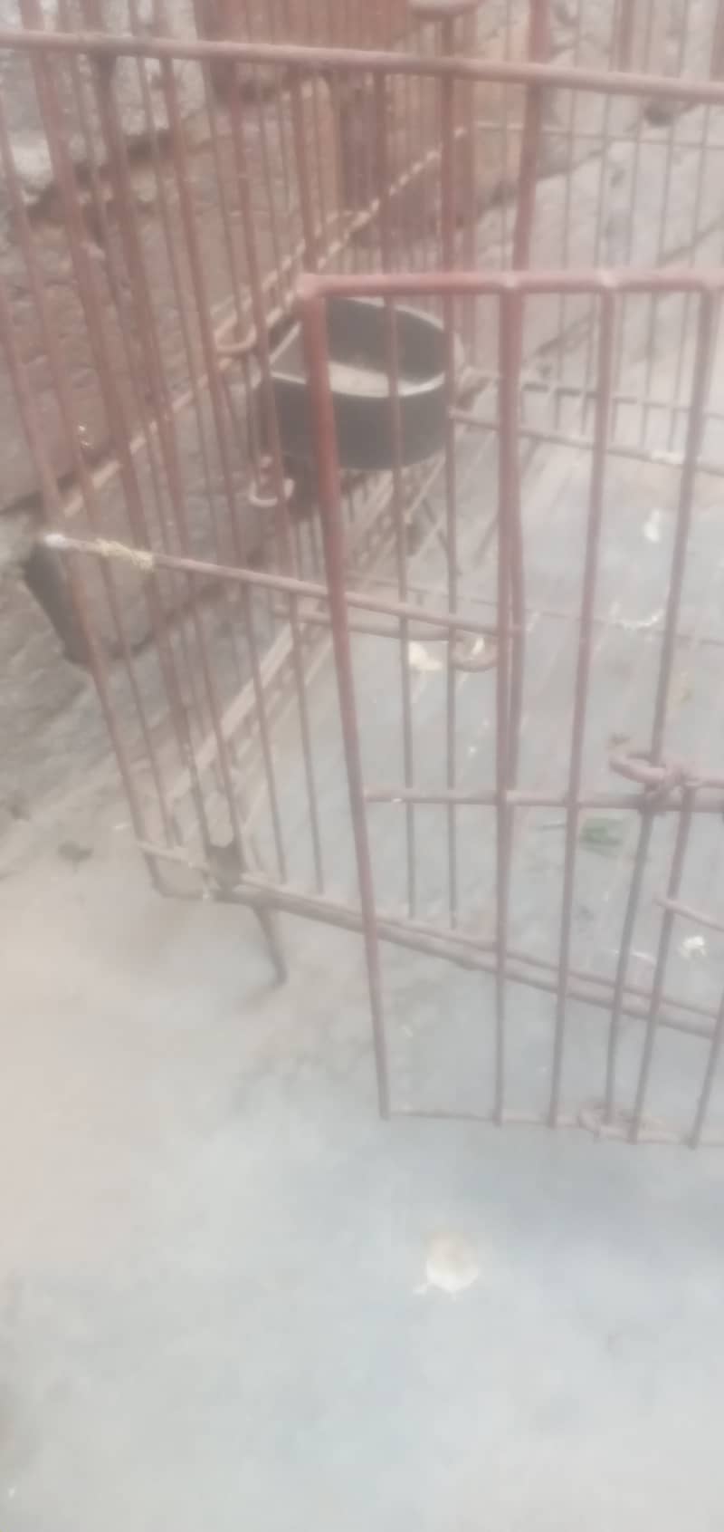 Iran Cage Strorng Net For Birds 4
