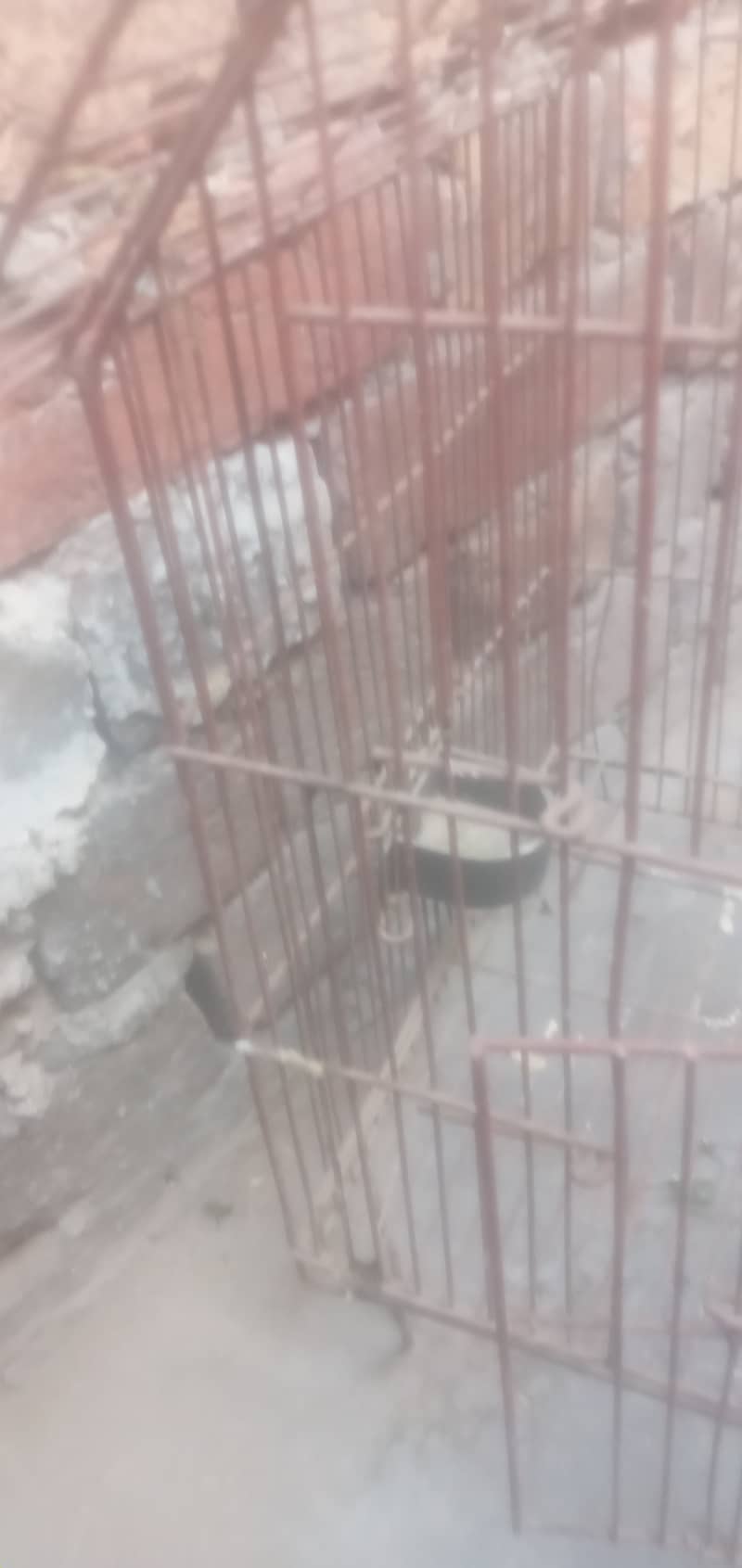 Iran Cage Strorng Net For Birds 5