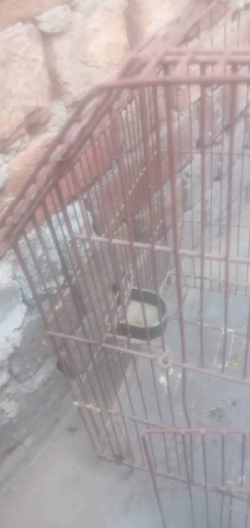 Iran Cage Strorng Net For Birds 7