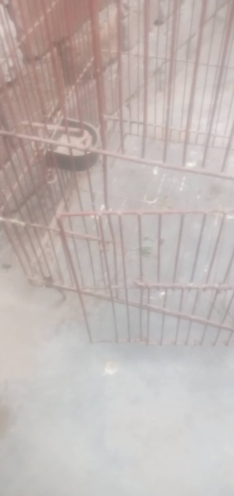 Iran Cage Strorng Net For Birds 8