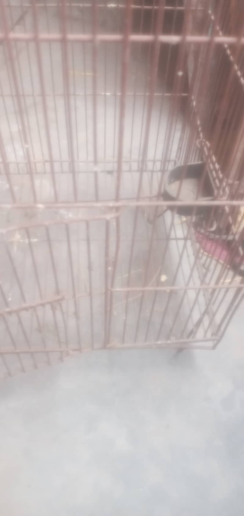 Iran Cage Strorng Net For Birds 11