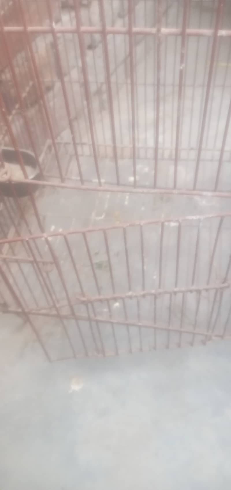 Iran Cage Strorng Net For Birds 12