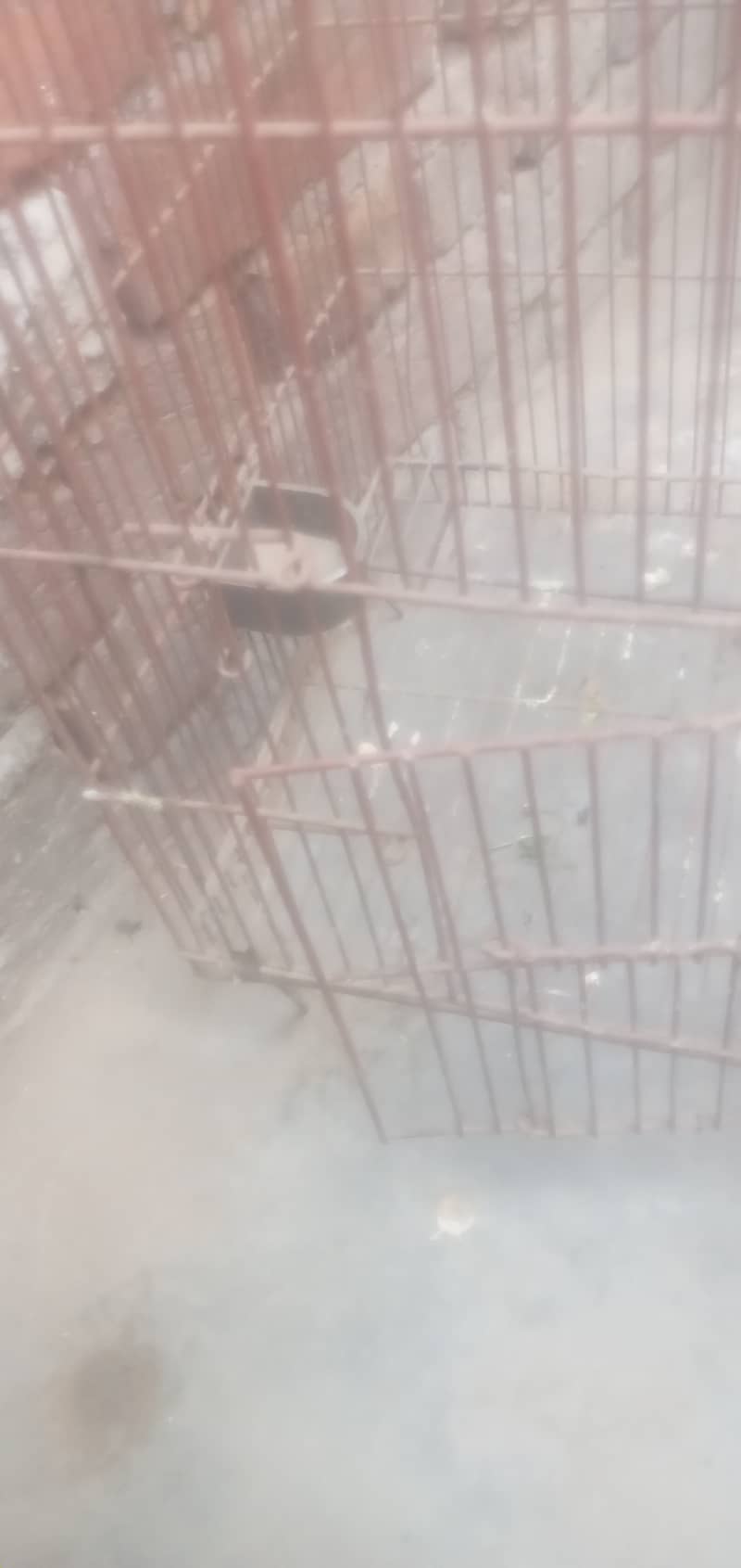 Iran Cage Strorng Net For Birds 13