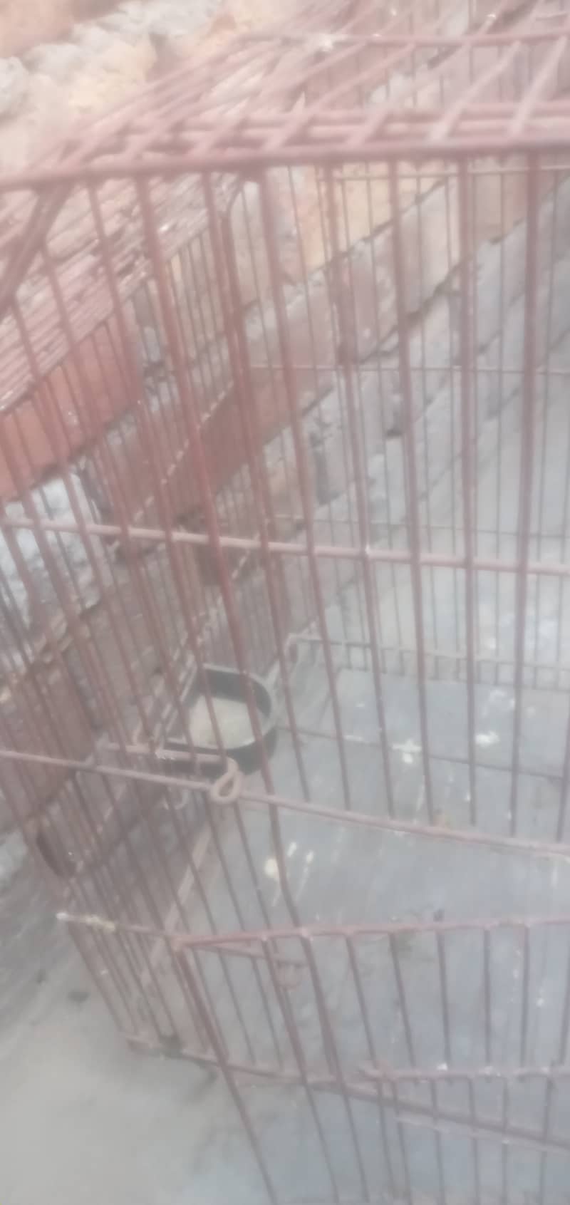 Iran Cage Strorng Net For Birds 14