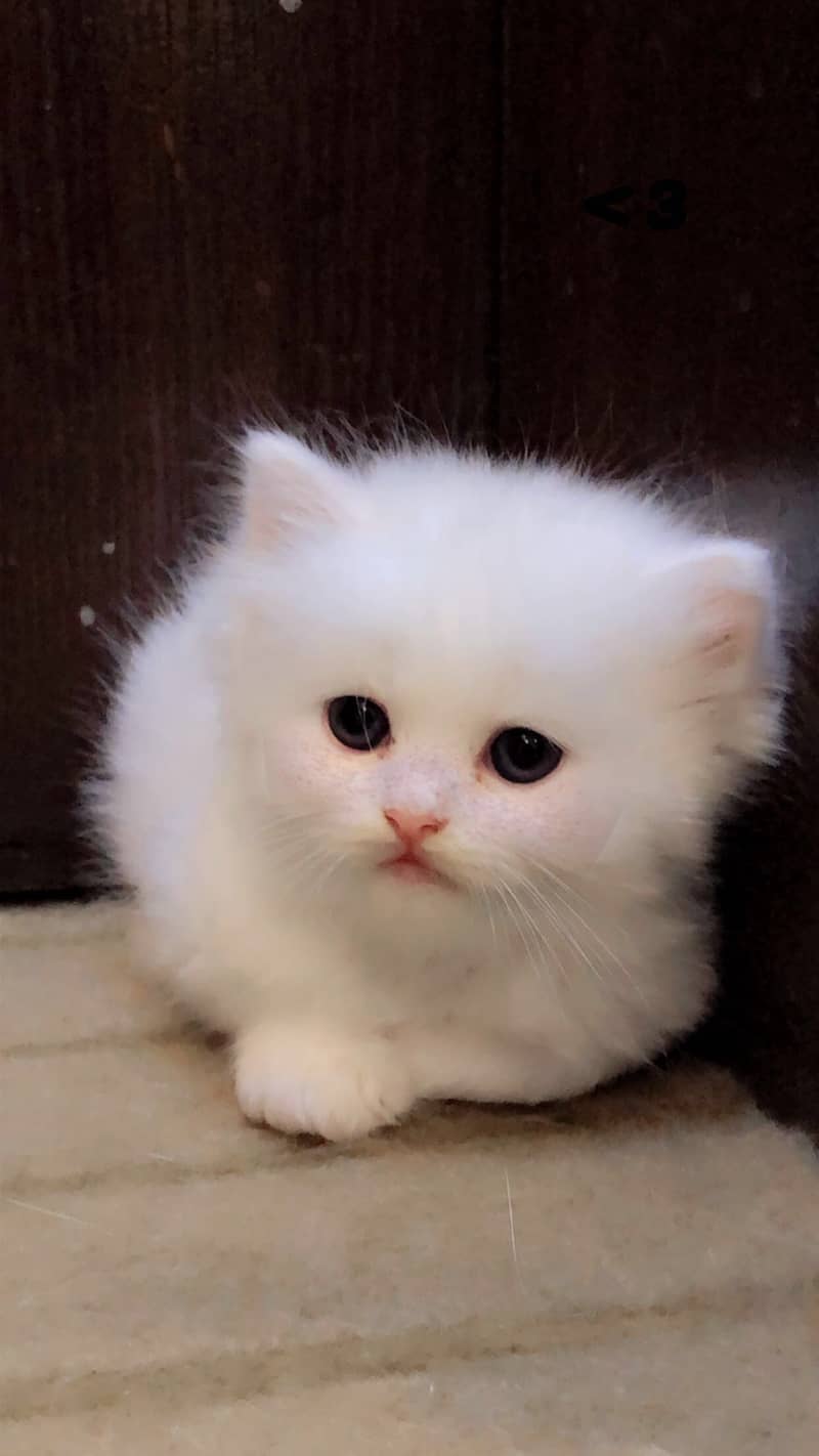Persian Kittens 0