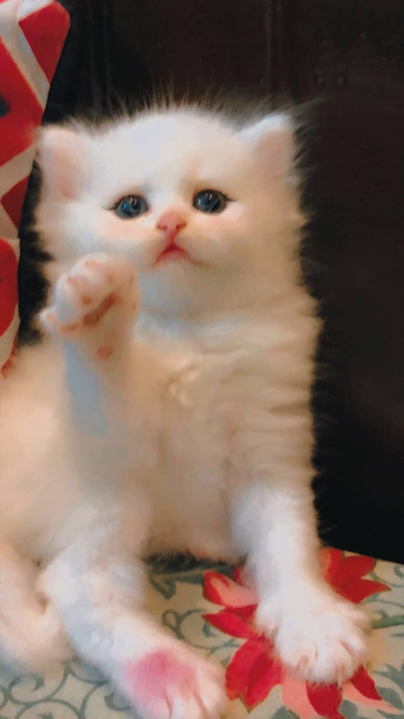 Persian Kittens 1