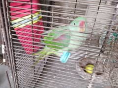 raw parrot for sale 14month age possible female