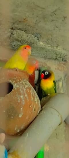 love bird for sale full healthy and active 0