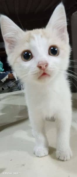 Semi-Persian Kittens: Rare White & Light Brown Beauties for Sale 1