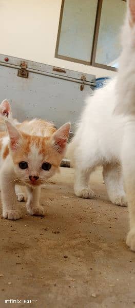 Semi-Persian Kittens: Rare White & Light Brown Beauties for Sale 5