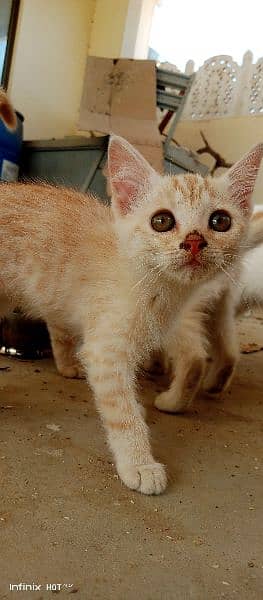 Semi-Persian Kittens: Rare White & Light Brown Beauties for Sale 7