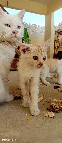 Semi-Persian Kittens: Rare White & Light Brown Beauties for Sale 9
