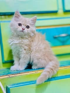 Persian Cats & Kittens