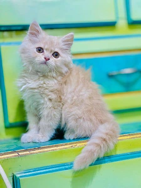 Persian Cats & Kittens 0