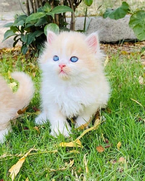 Persian Cats & Kittens 1