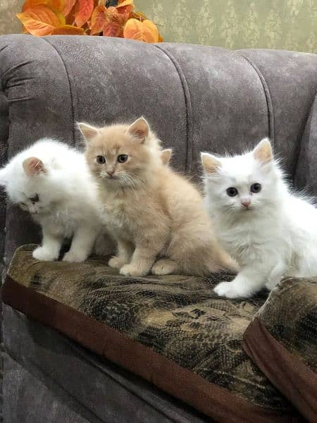 Persian Cats & Kittens 2