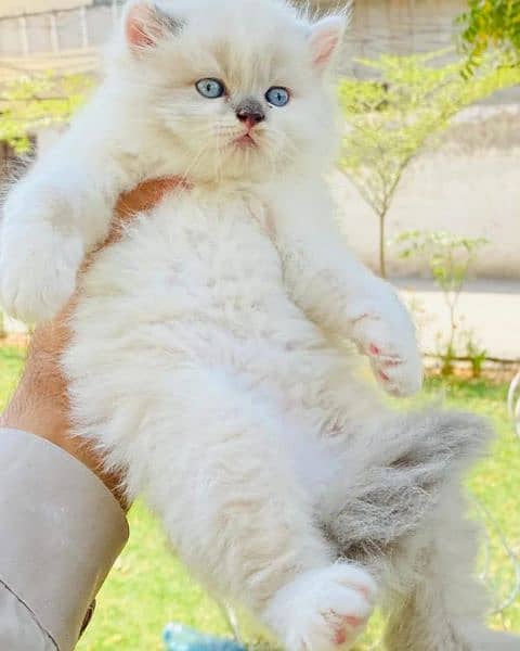 Persian Cats & Kittens 3