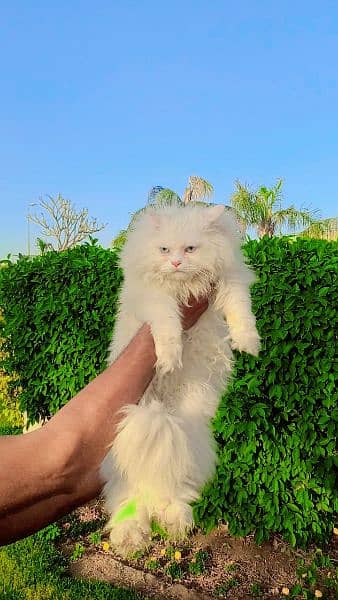 Persian Cats & Kittens 4