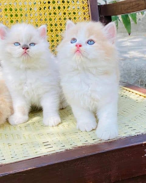Persian Cats & Kittens 5