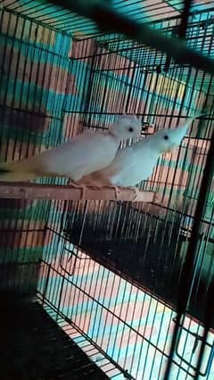 eno white breader pair with eggs for sale l need money urgent