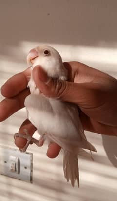 Albino Red Eye & Albino Split Breed Pairs And Chick Available