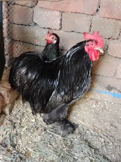 Bantam black Pair Fancy Hens