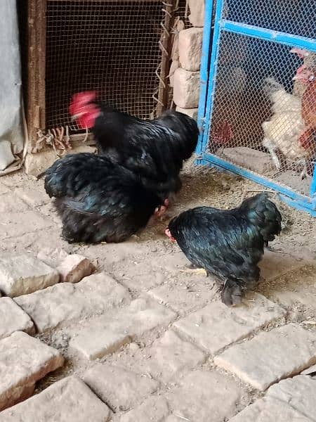 Bantam black Pair Fancy Hens 3