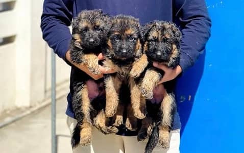 long coat germanshepherd pup03195756700