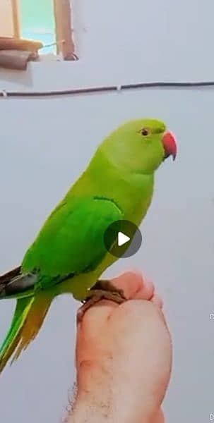 green ringneck hand tem and talking confirm mail 2