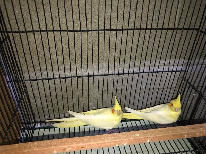 3 Cocktail Chicks Age 7 Months For Sale . . 5