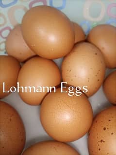 Quality Desi Eggs