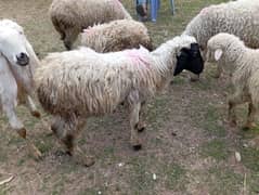 afghan male sheep for sale best for Qurbani