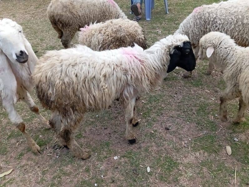 afghan male sheep for sale best for Qurbani 0