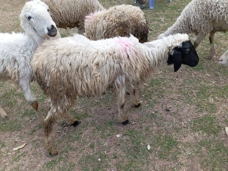 afghan male sheep for sale best for Qurbani 1