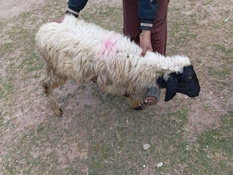 afghan male sheep for sale best for Qurbani 2