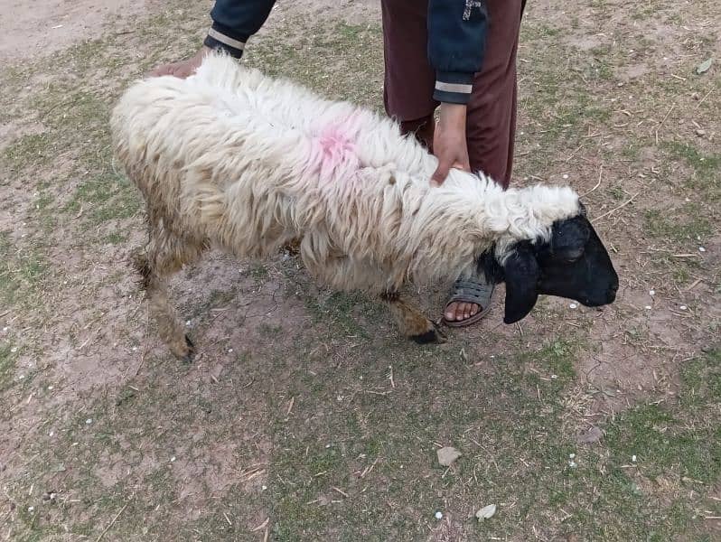 afghan male sheep for sale best for Qurbani 3