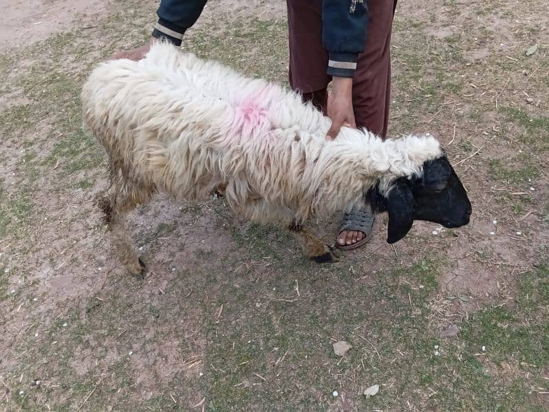 afghan male sheep for sale best for Qurbani 4