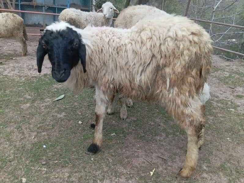 afghan male sheep for sale best for Qurbani 5